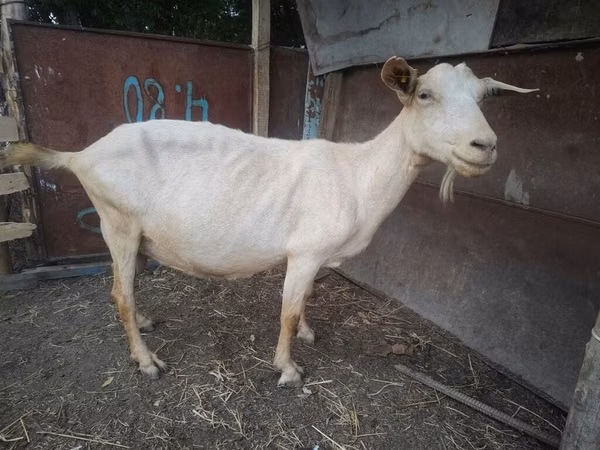 Ziege, Saanen goat — Kirgisistan