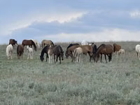 فرس, Horse breed — الصورة 5