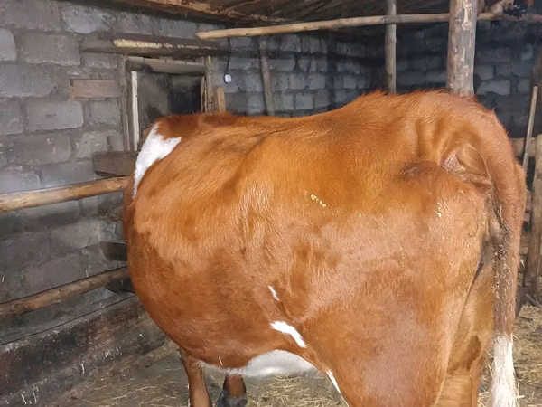 母牛, Simmental cattle