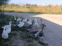 Geese — Foto 4