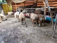 Oveja, Ovejas — foto 1