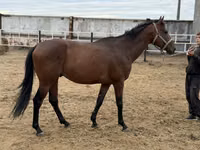 Hengst, Thoroughbred horse — Foto 4