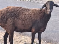 كبش, Hissar sheep — الصورة 1