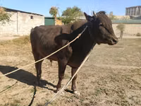Toro, Ganado vacuno — foto 1
