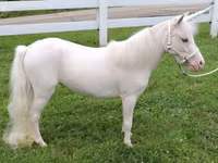 Toychoq, Miniature horse — 3-rasm