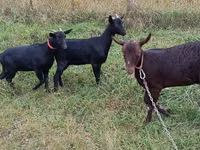 Ziege, Murcia-Granada goats — Foto 3