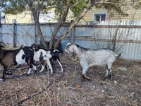 Ziege, Kamori goats — Foto 2
