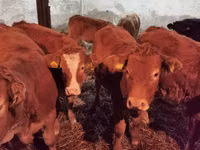 Bovinos (lote, sexo no especificado), Vaca Limousin — foto 2