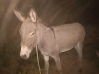 خيول (دفعة، الجنس غير محدد), الخيول — الصورة 1