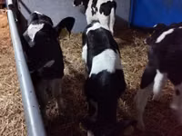 Bulle, Russian Black pied cattle — Foto 3