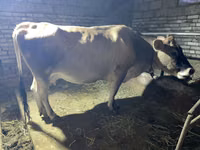 بقرة, Simmental cattle — الصورة 2