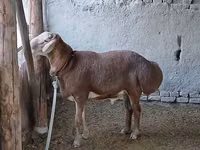 كبش, Arashan sheep — الصورة 1