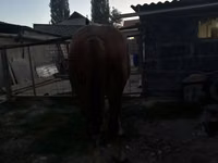 فرس, الخيول — الصورة 7