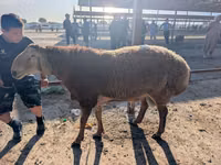Ram, Sheep — photo 3