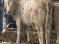 Rinder (Partie, Geschlecht nicht angegeben), Simmental cattle — Foto 4