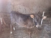 सांड, मवेशी — फ़ोटो 1