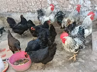 Chickens — الصورة 4