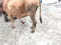 母牛, Cattle — 照片 7