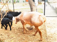 Widder, Arashan sheep — Foto 4