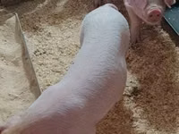 Schweine (Partie, Geschlecht nicht angegeben), Schweine — Foto 4