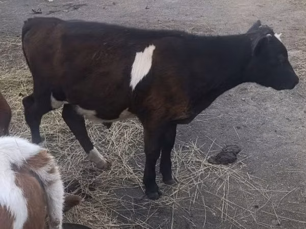 公牛, Cattle — 哈萨克斯坦