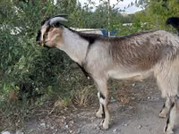 Ziegenbock, Beetal goats — Foto 6
