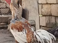 الدجاجة التشيكية الذهبية المبرقشة — الصورة 2