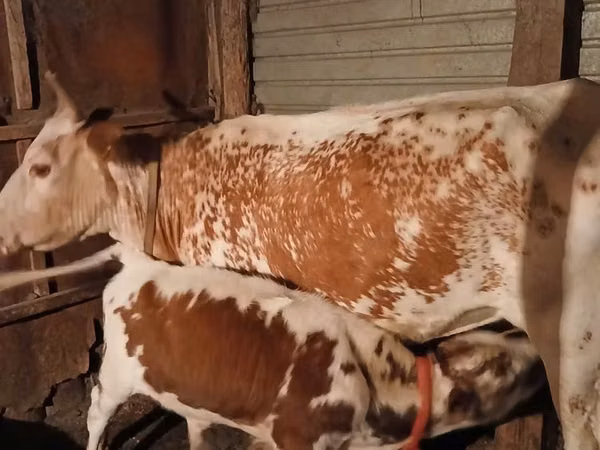 गाय, Latvian Blue cattle — कज़ाखस्तान