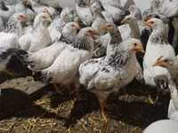 Chickens — फ़ोटो 5