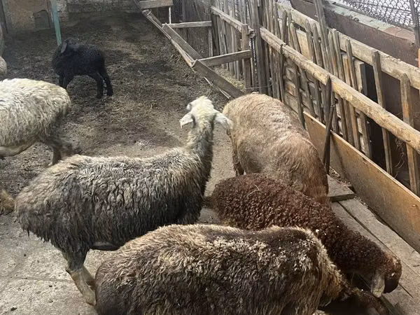 Кочкор, Койлор