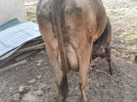 母牛, Swiss cattle — 照片 1