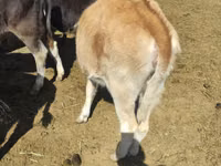 Cow, Simmental cattle — photo 5