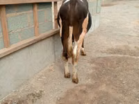 Bulle, Holstein-Rasse — Foto 5