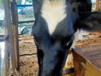 गाय, Simmental cattle — फ़ोटो 1