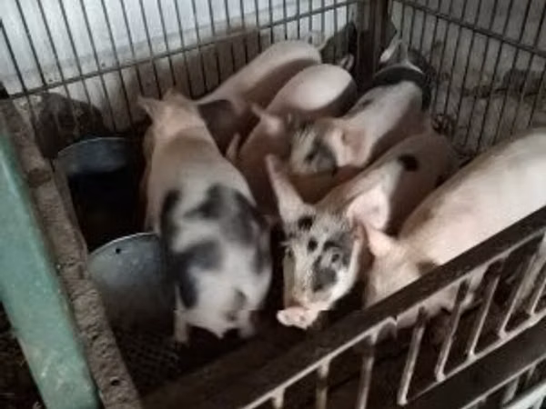 Шошқалар (топ, жынысы көрсетілмеген), Шошқалар