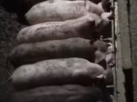 母猪, Pigs — 照片 4