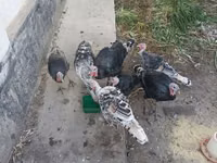Turkeys — الصورة 2