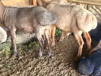Widder, Edilbay sheep — Foto 1
