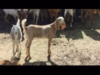 نعجة, الأغنام — الصورة 1