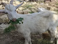 Ziegen (Partie, Geschlecht nicht angegeben), Saanen goat — Foto 1