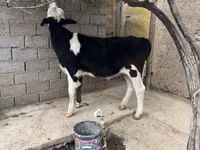 بقرة, Russian Black pied cattle — الصورة 4