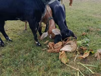 Ziegenbock, Nubian Goat — Foto 4