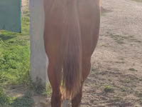 घोड़ा, Thoroughbred horse — फ़ोटो 4