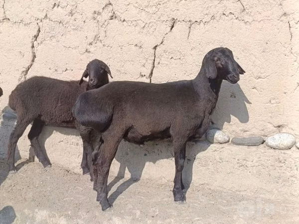كبش, الأغنام