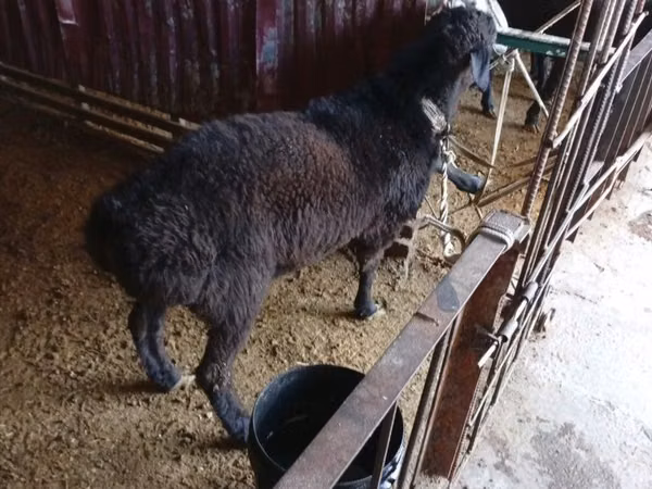 Widder, Hissar sheep