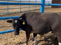 公牛, Kazakh White-headed cow — 照片 3