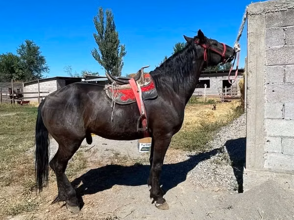 Hengst, Karabair horse