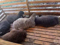 Ram, Sheep — photo 1