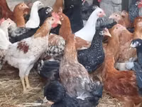 Chickens — الصورة 1