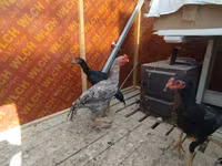 Chickens — फ़ोटो 5
